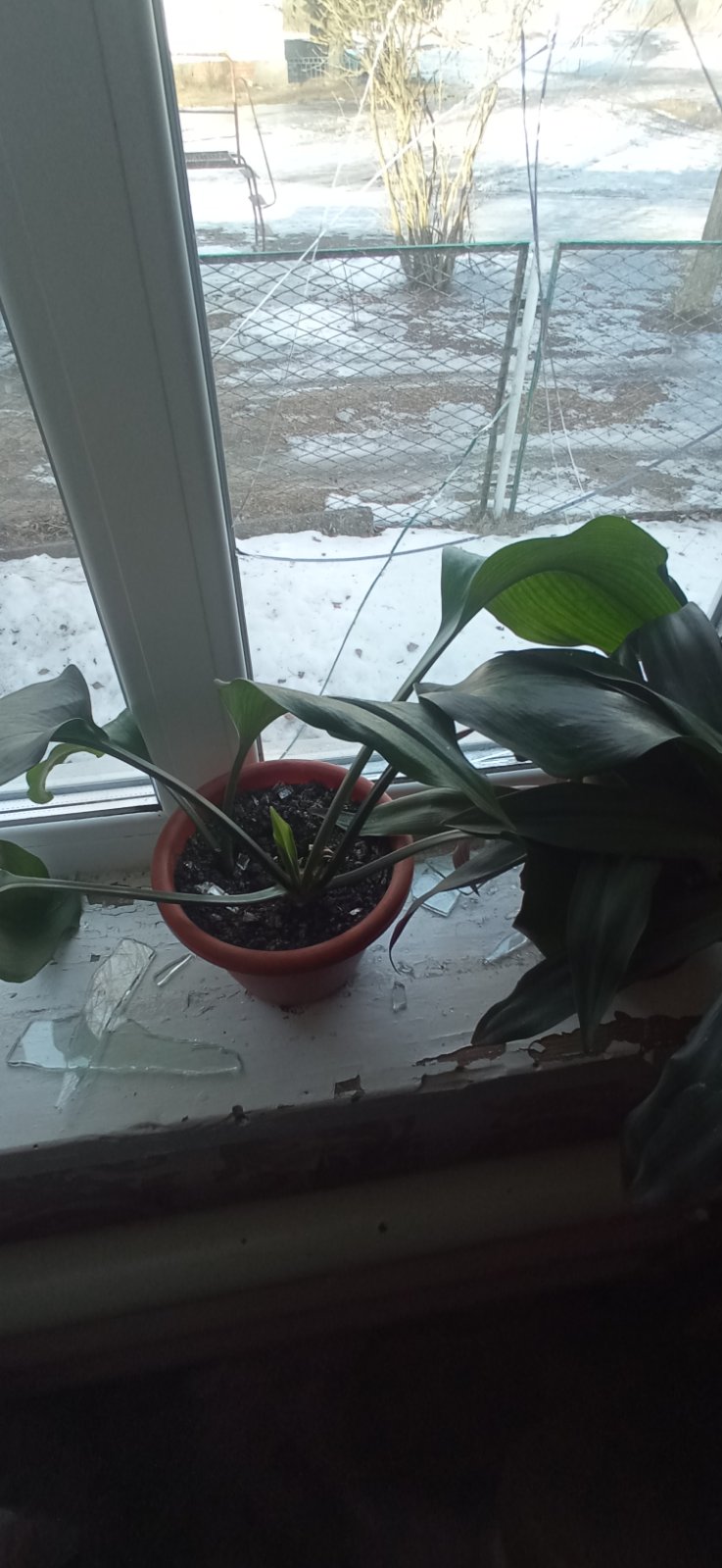 Пробита стіна, пошкоджені вікна, двері та дах - родина, яка змушена жити на кордоні з ворогом, просить допомоги