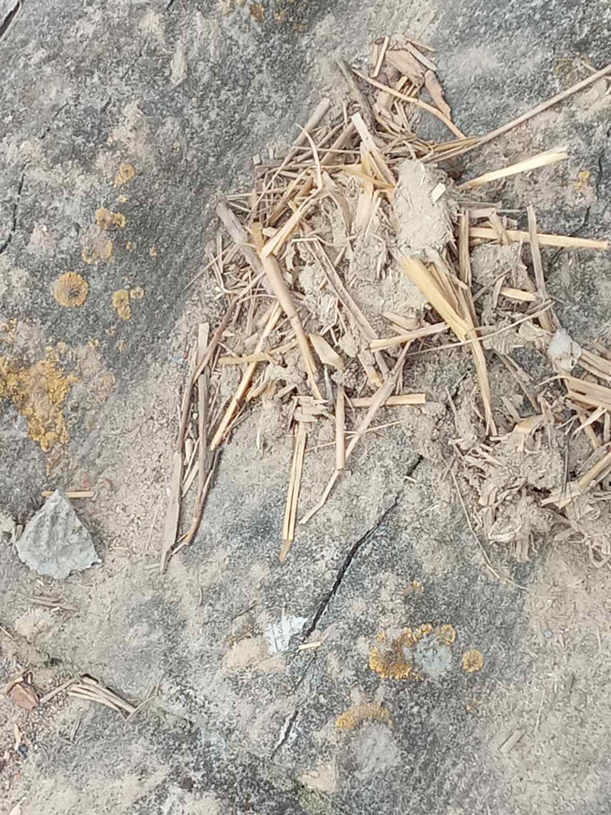 Снаряд упав біля будинку родини з Сумщини