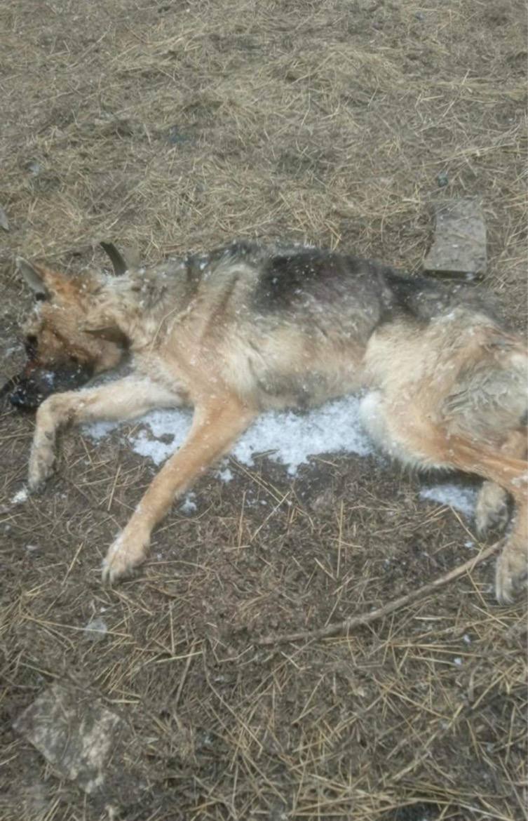 Ми відкриваємо збір на машину для евакуації та порятунку тварин