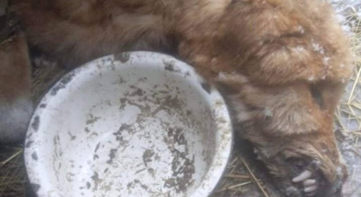 Ми відкриваємо збір на машину для евакуації та порятунку тварин