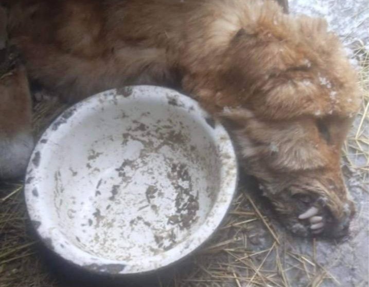 Ми відкриваємо збір на машину для евакуації та порятунку тварин