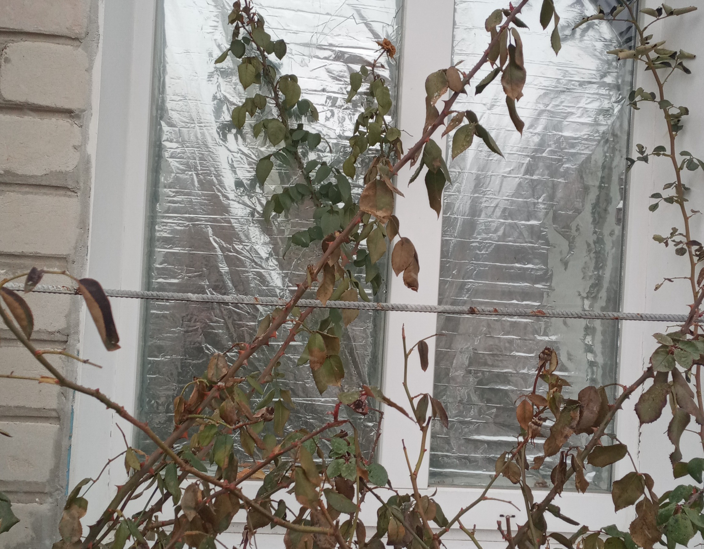 Жінка з міста Ізюм просить допомоги у відновленні пошкоджених вікон в будинку