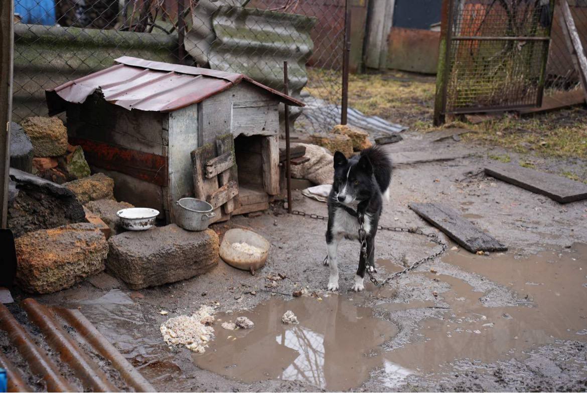 Ми відкриваємо збір на машину для евакуації та порятунку тварин